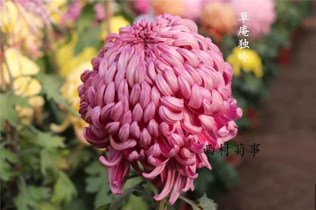 秋天啥花都可以不养，唯独这1种，100盆都不嫌多！