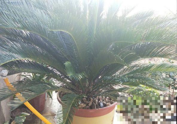 防盗窗边养放它，霸气又护家，养起来比绿萝还省事！
