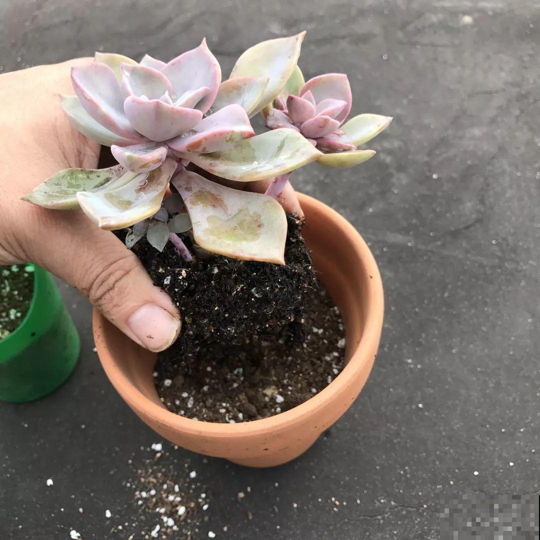 换盆时机到了，有这花赶紧换，叶子疯长猛开花！