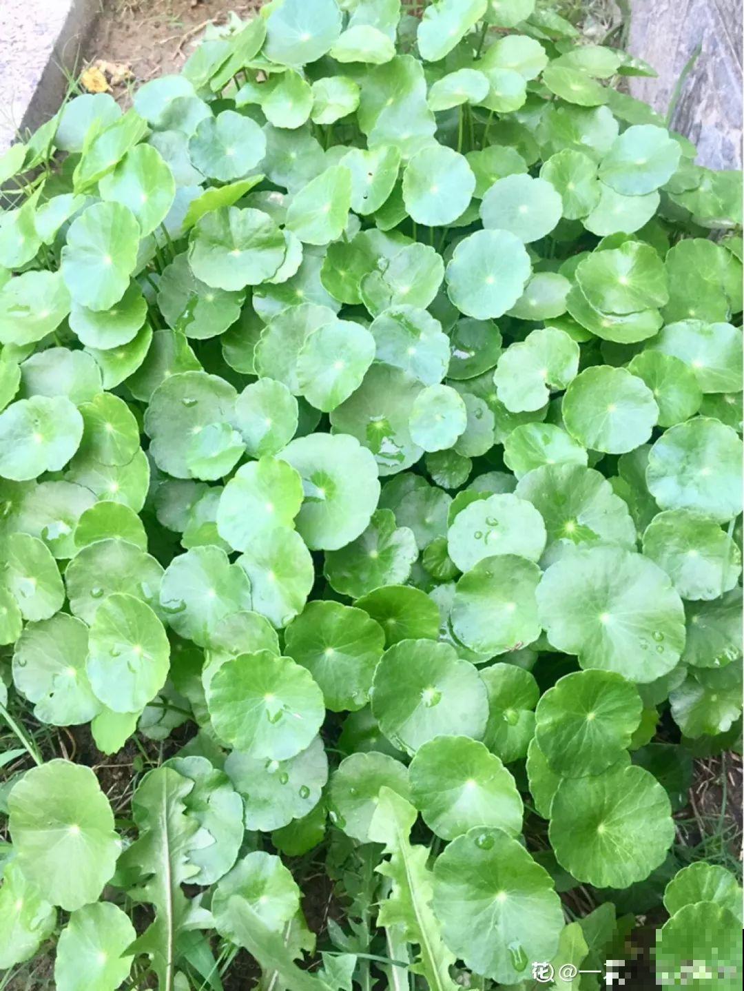 这花一开就成球，耐阴又好养，团团圆圆真喜庆！