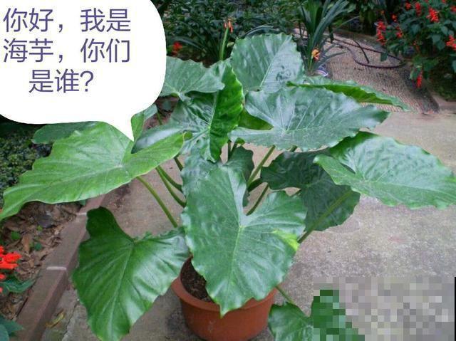出门碰见这8种草，千万别碰，离的越远越好！