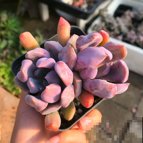 教你这两招，多肉迅速出状态变调色盘，一点也不费事！