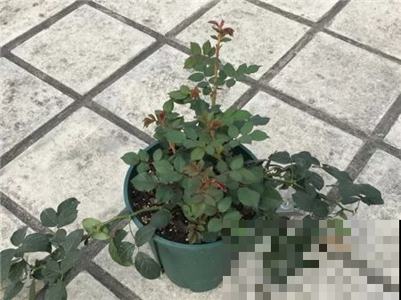 月季开花少长的慢，赶紧把枝条往外拉，几天就能冒出一堆新芽！