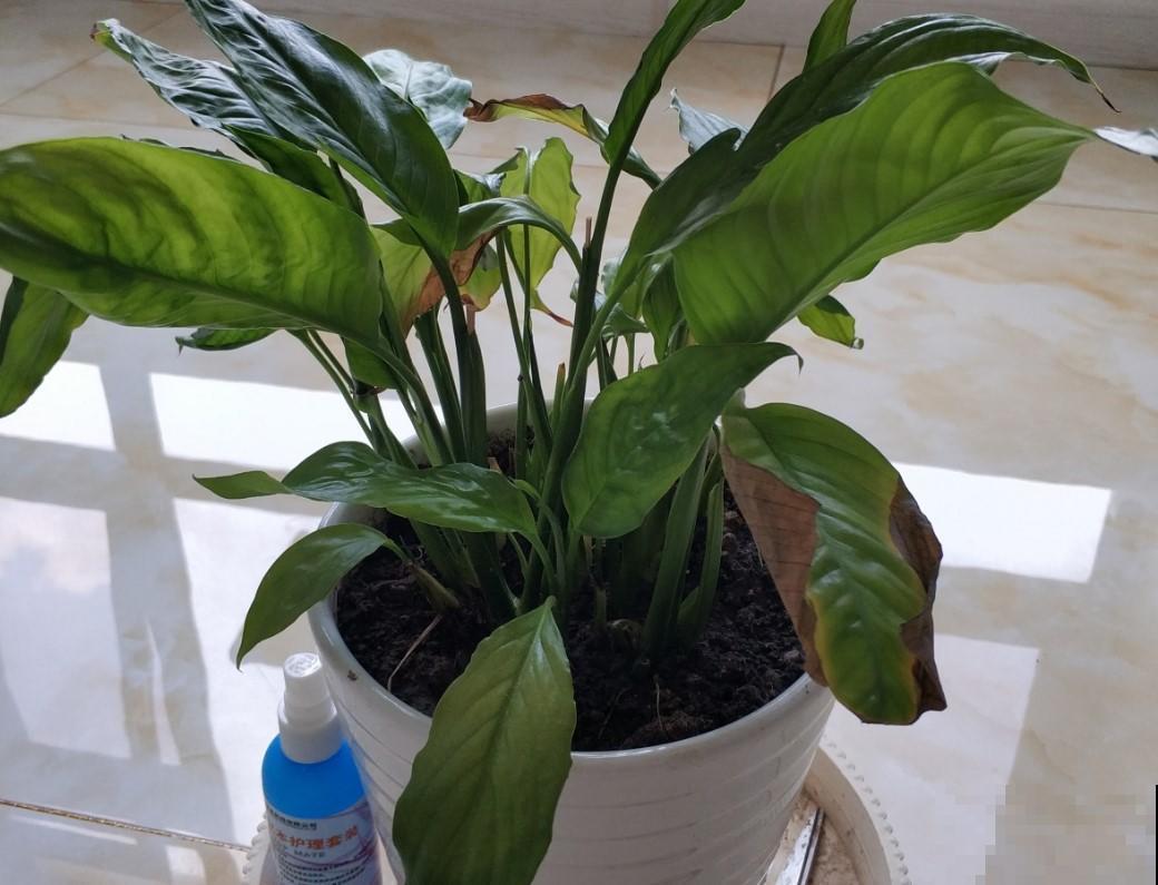 家里养白掌了吗？试试这招，花开不断！