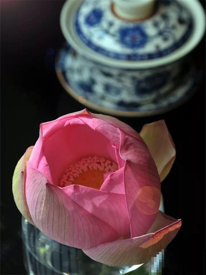 这花颜值高味还香，趁着没败摘两朵，用来做饭喷香！