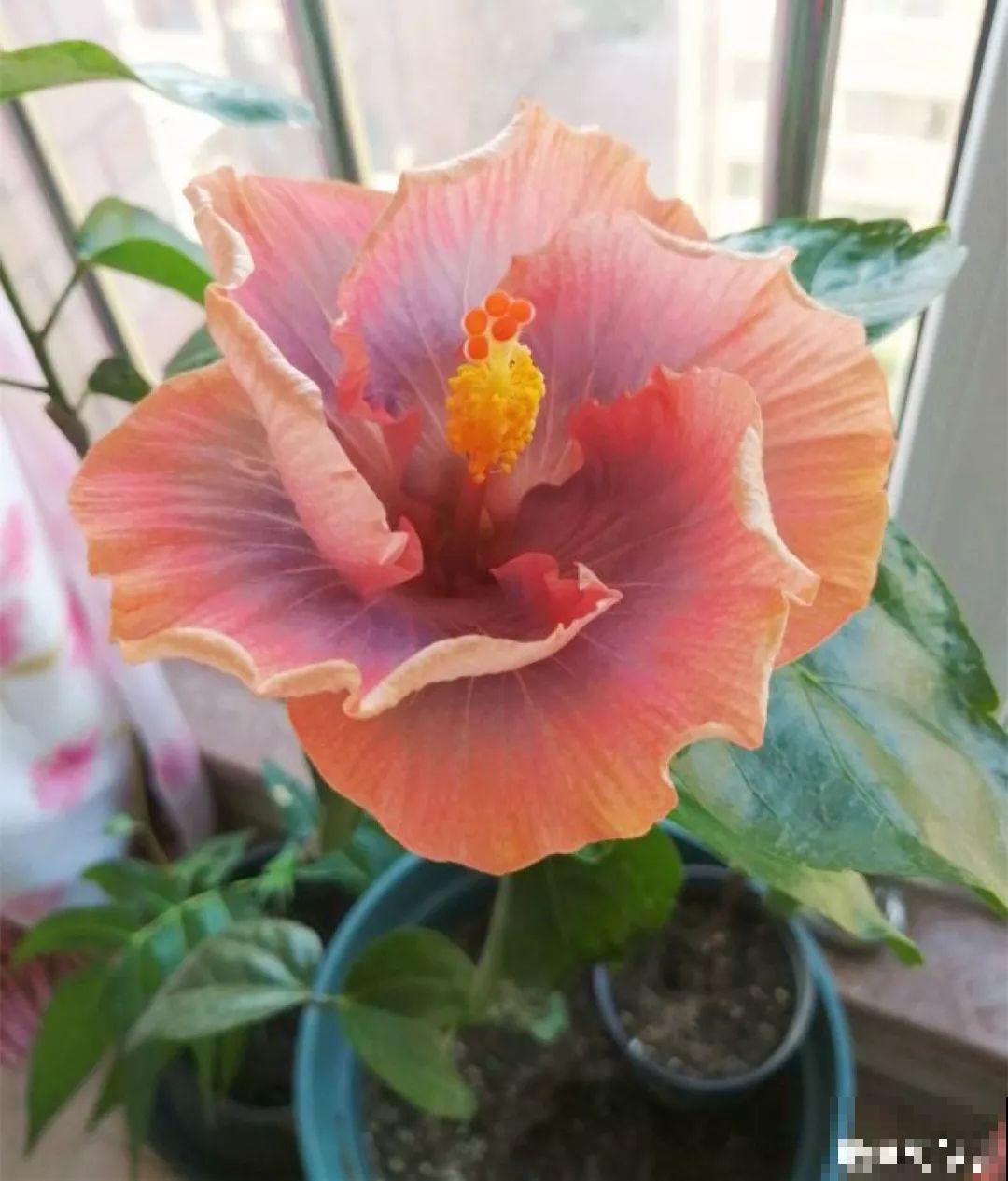 这花一年四季都在开，堪称劳模，可别买到假货！