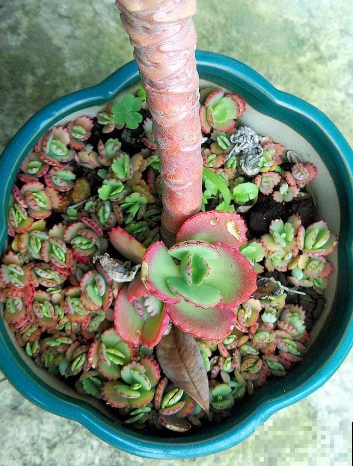 这花养一棵就够了，越剪越长，栽门口直接长成一棵树！