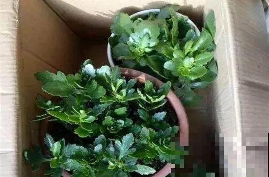 长寿养成青菜？黑帽子一戴，不用一月出花苞！