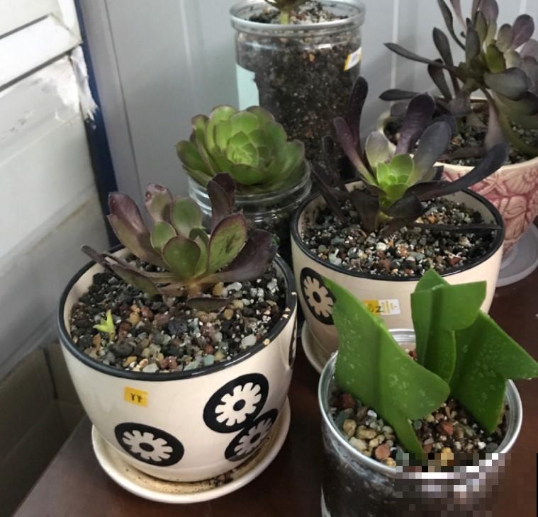 你们见过昙花开花吗？没有见过的，掐个叶，就能种！