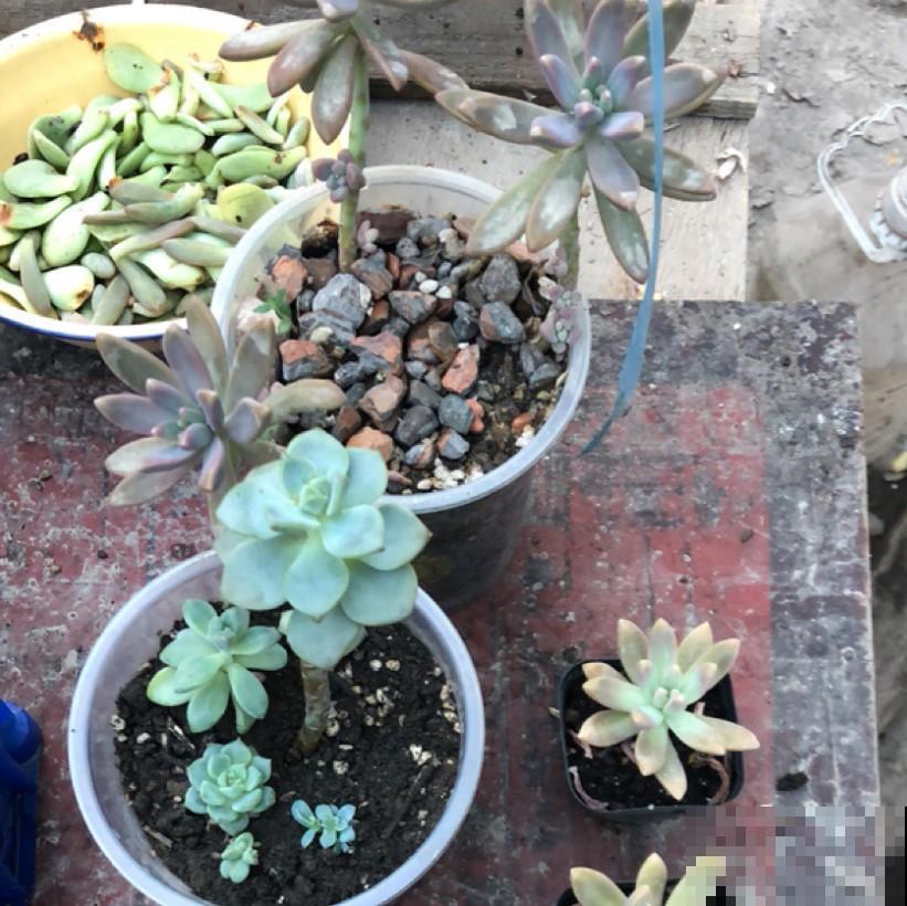 3种大型植物真好扦插，简单扦插，以后这些都不用花钱买！