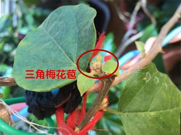 花有这种枝条，那就别剪了，不然一点开花动静也不会有！