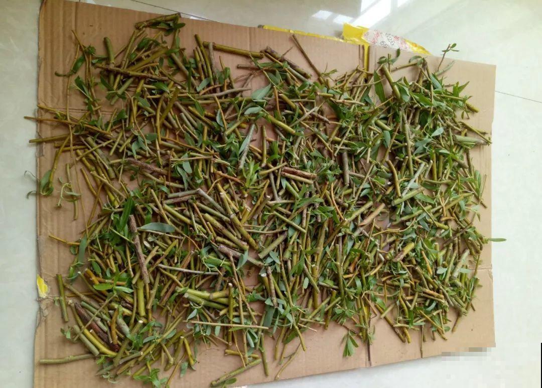 浇水掺点它，不黄叶不烂根，花越长越旺！