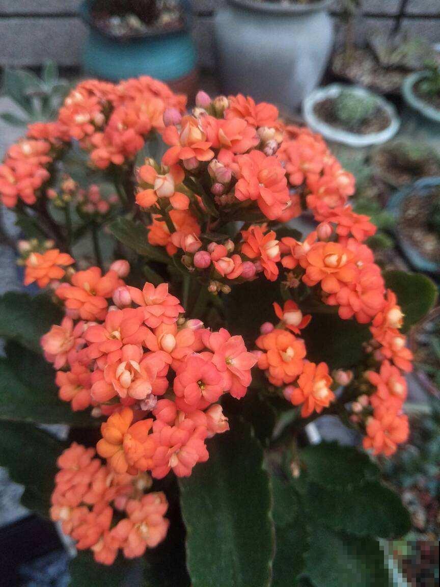 你家长寿花不开花也不长叶？就是这几点没做好，赶紧来学！