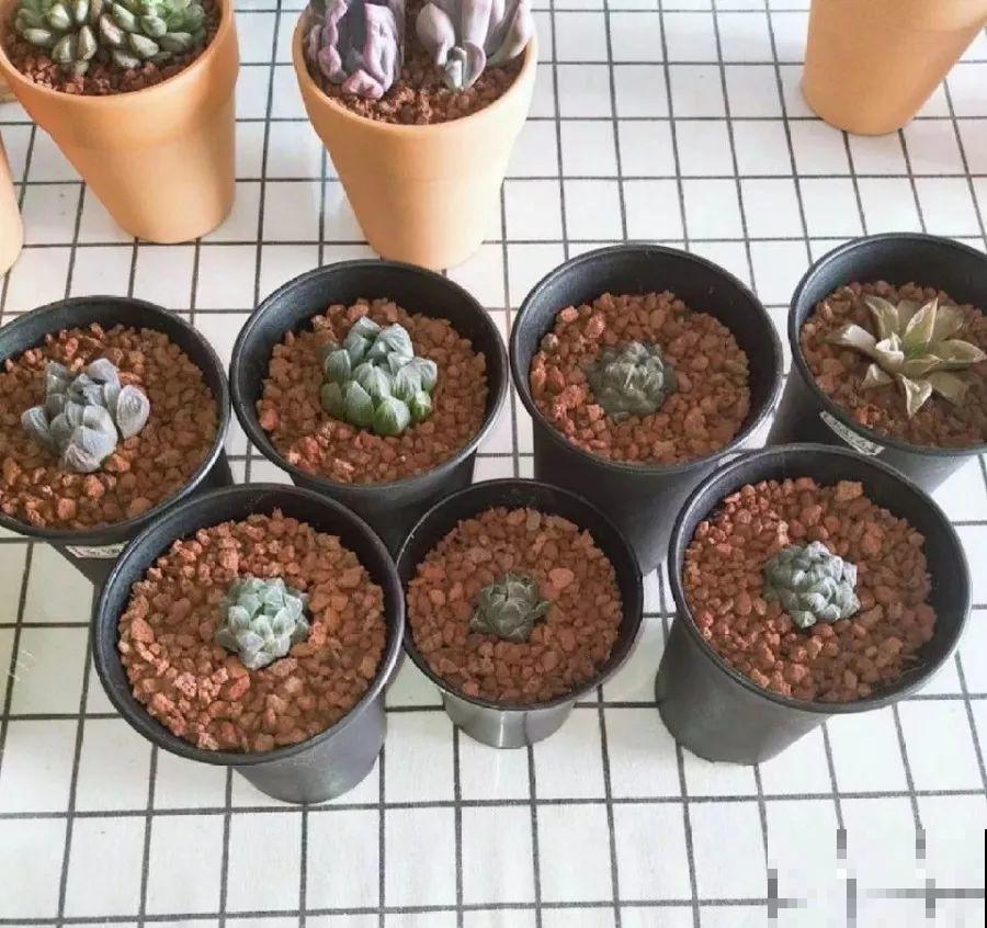 多肉根系不够壮？记住这4点，半月养出大白根！