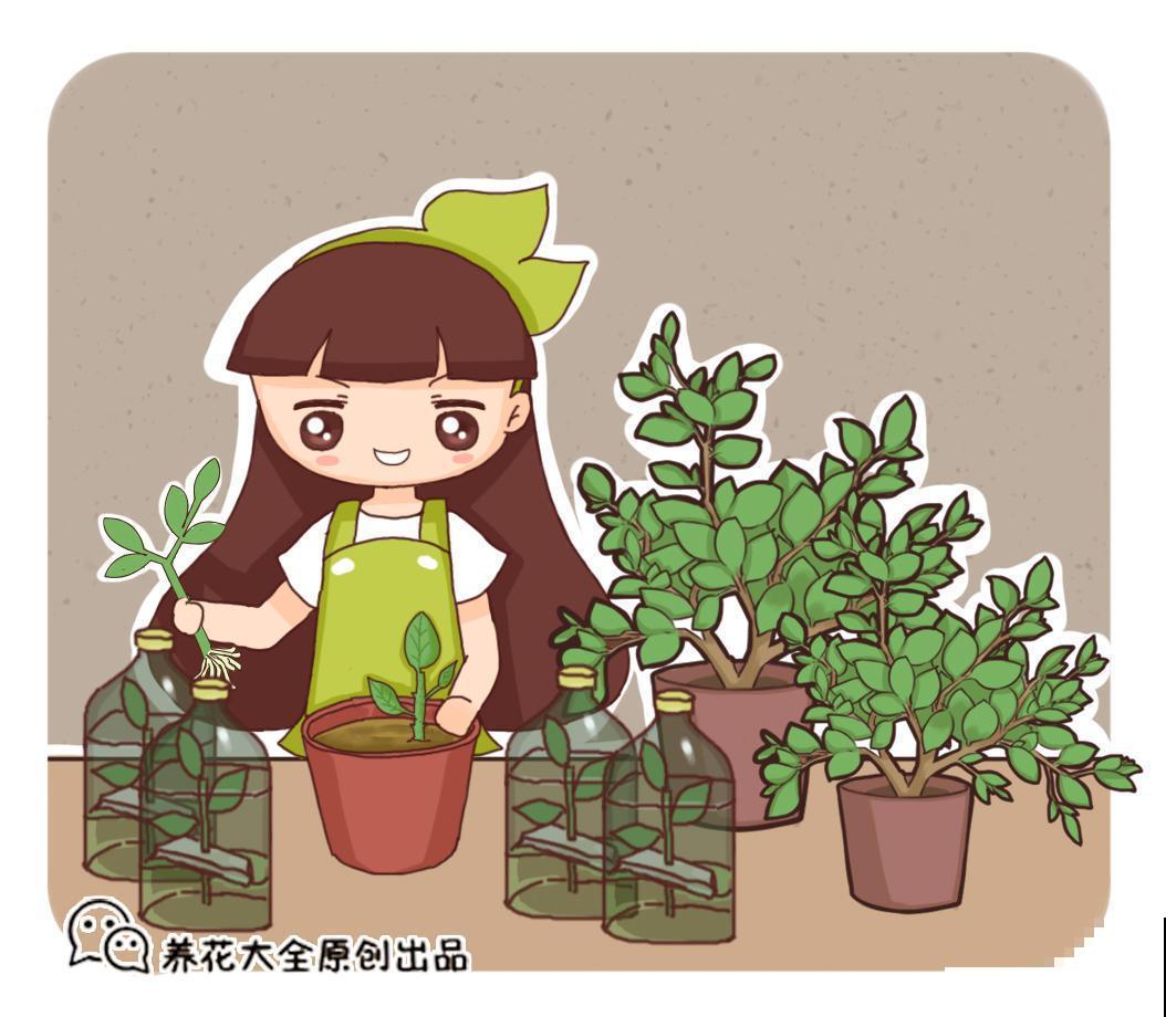 家里面的盆栽这样处理，不仅节省空间，家里面也好看了不少！