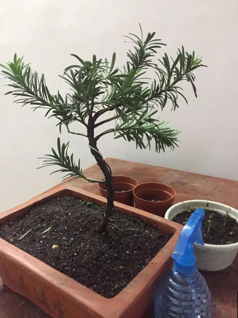 路边银杏摘个果，回家一处理，变成阳台小盆栽！