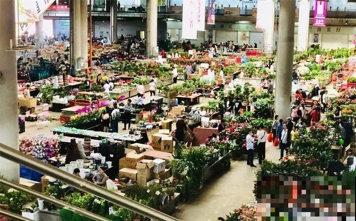 这10种花，看一眼就爱上，逛花市怎么能不买一盆！