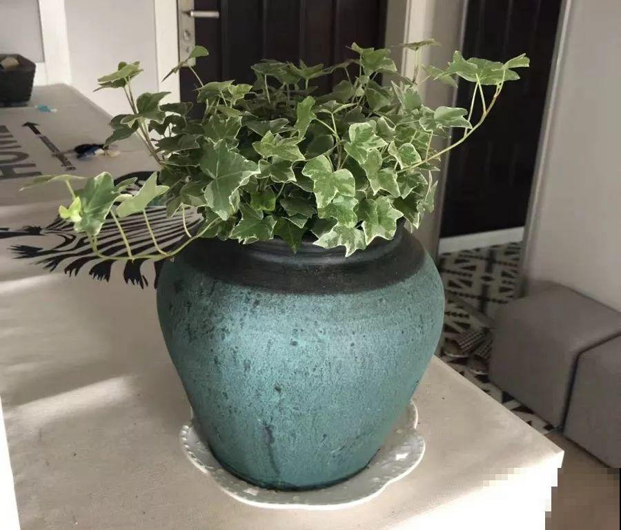阳台养“银项链”，两周就能发芽，比观花的植物还美！