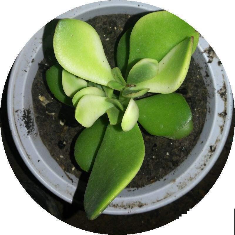 从盆栽玉树上截下一段，2年后长得比原来更大，太赚了！