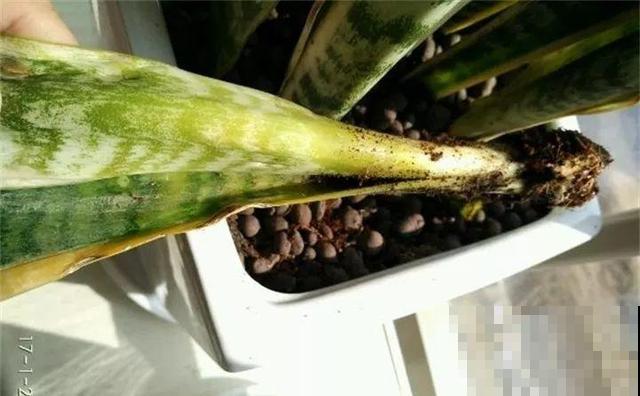 虎皮兰叶子皱巴巴？再不管，小心全死光了