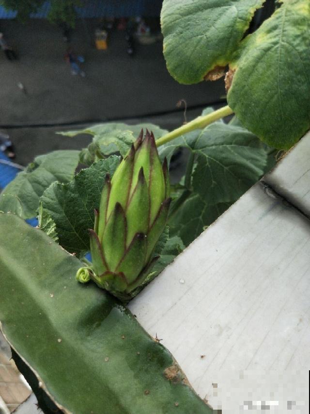 这花就得旱着养，盆越浅，水越少，开花越旺盛