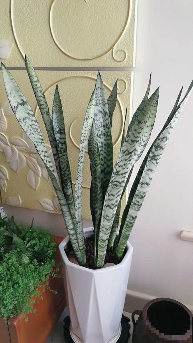 阳台养“银项链”，两周就能发芽，比观花的植物还美！