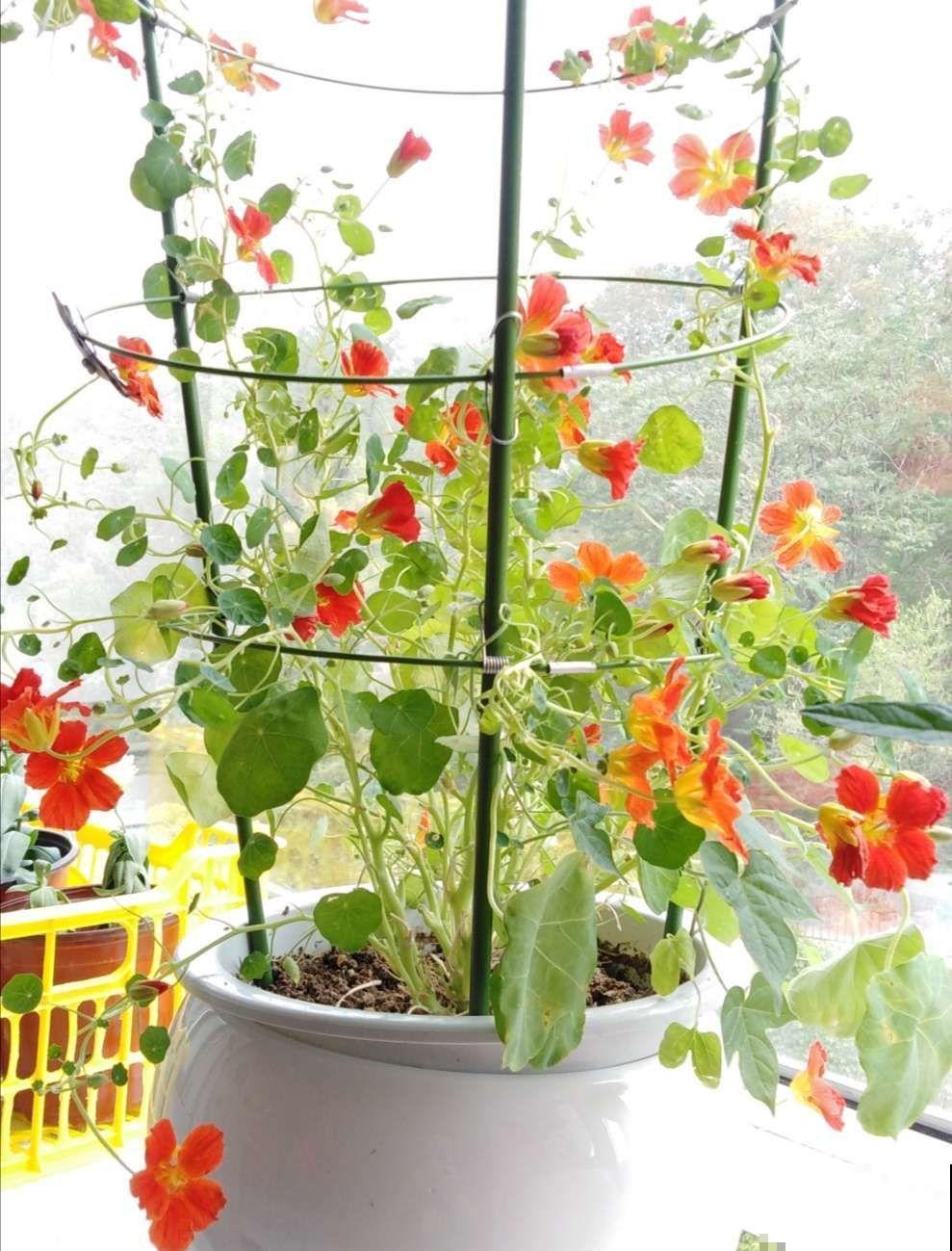 叶子像铜钱草的花，年年爆成大花球，春秋两季都在开！