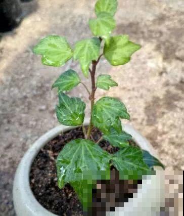 这6种寓意好的花，剪根枝就能活，摆在家里超养眼！