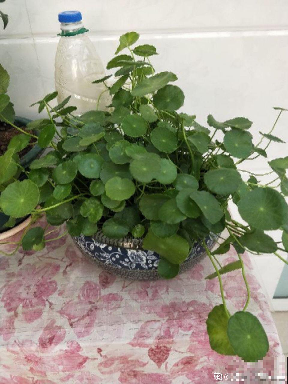 再好养的花也怕冷，放外面一晚上，一不小心变烂草！