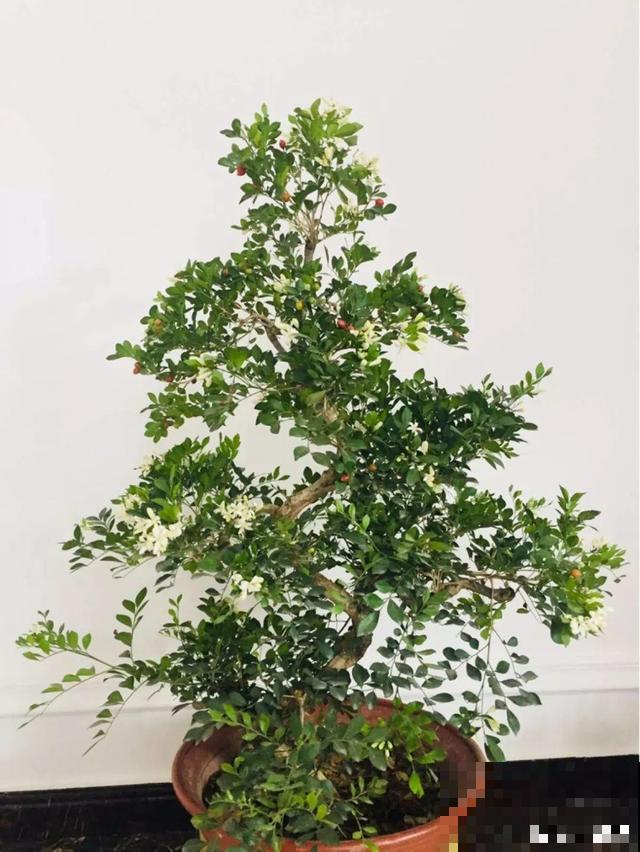 花香堪比香水，邻居大妈都追着问，眼馋极了