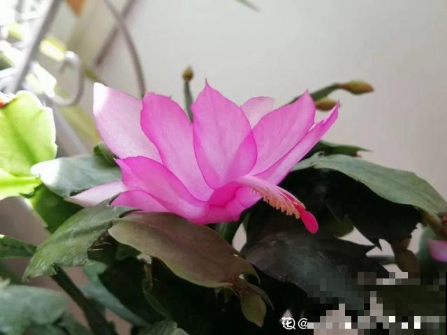 6种“荷花”，不用水只用土，开花一茬接一茬！