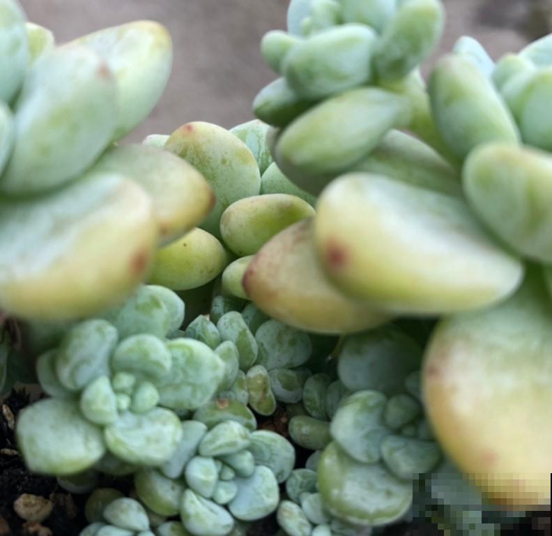 秋季是养多肉最好的季节，越晒越美，再不入手就晚了！