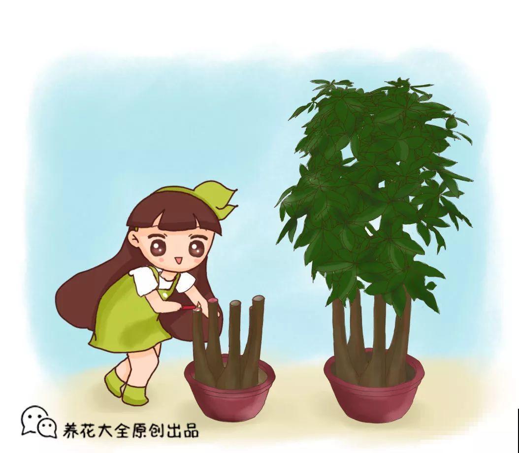 秋天养花就是剪，吊兰咔嚓来两刀，不用1月新叶子呼呼冒！