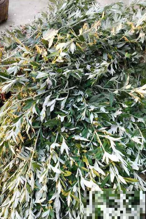 这草小时候当玩具玩，却不知价值极高，野外受伤，就靠它来止血！