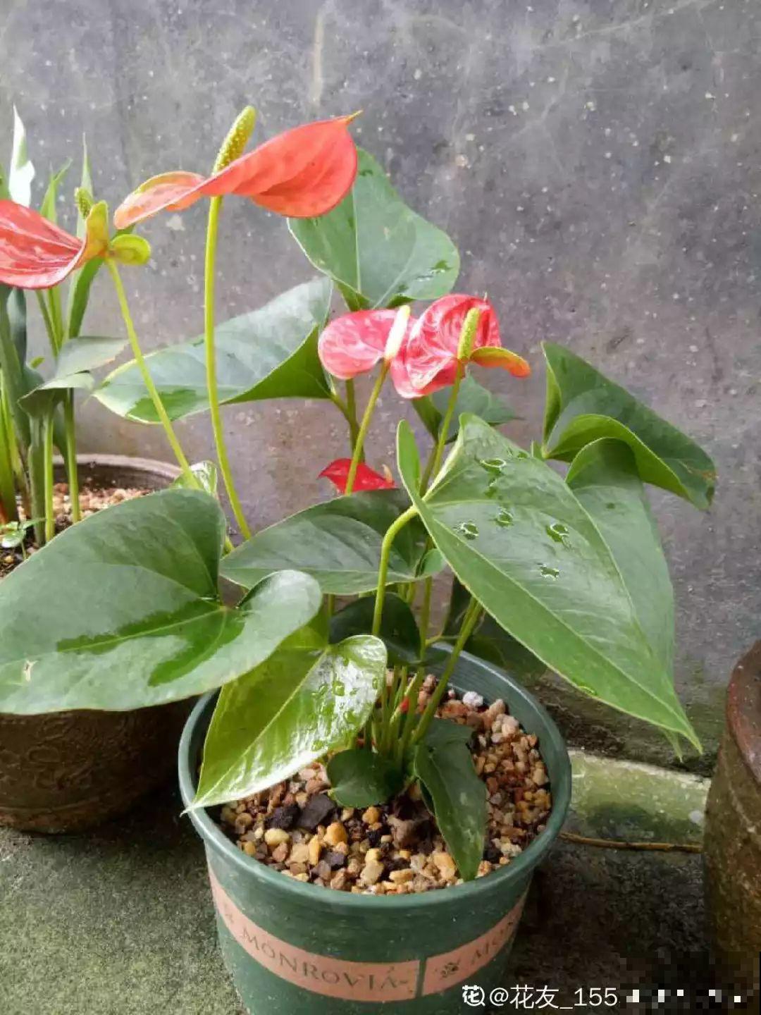 这8种花，趁着秋天赶紧分株，明年光买盆就够了！