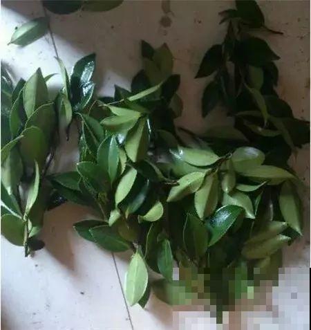 扦插正是好时候，1盆变10盆，还能分给邻居！