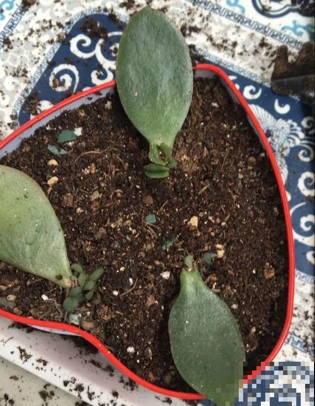这6种寓意好的花，剪根枝就能活，摆在家里超养眼！