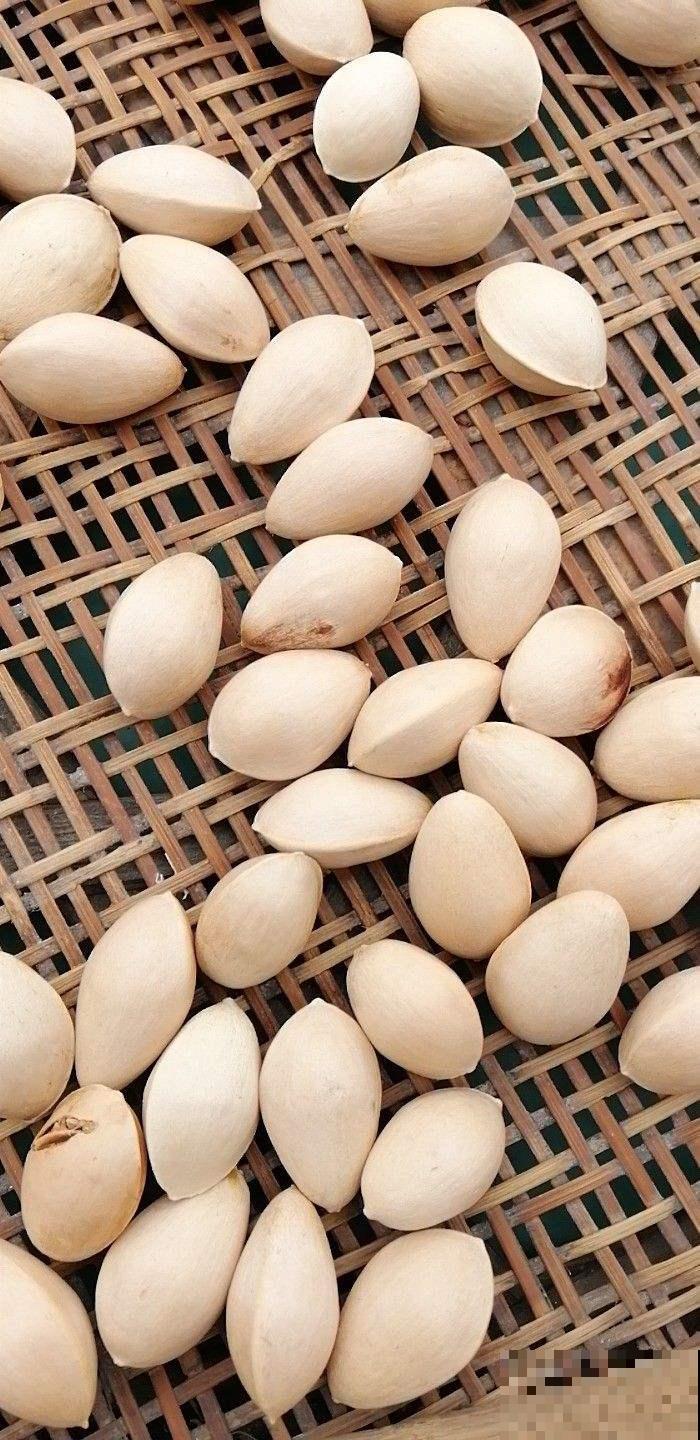 银杏果掉得到处都是，有人说大补，有人说有毒，该不该捡？