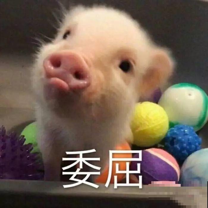 养花不易，碰上这样的伸手党，真没法好好做朋友了！