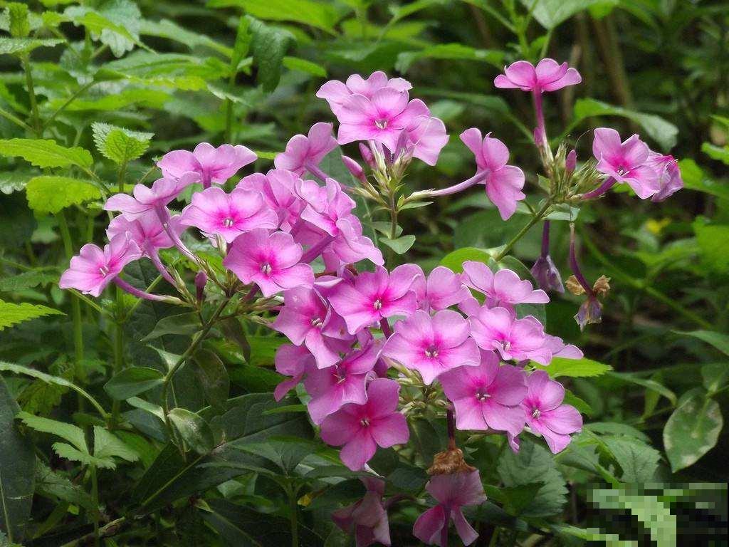 这花自带福气，名字吉祥惹人爱，开花更是花团锦簇超圆满！