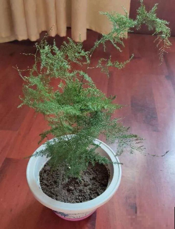 秋季容易“口渴”的花，多喷水少浇水，叶子绿得直滴油！