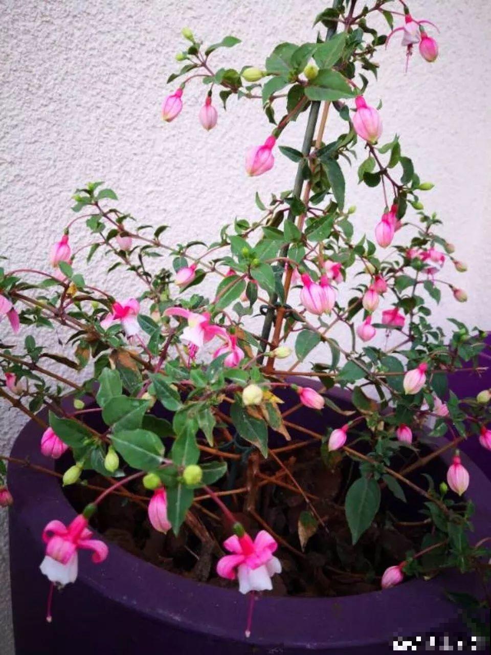 这8种夏天的休眠的花，秋天一醒就长个，满盆窜花苞！