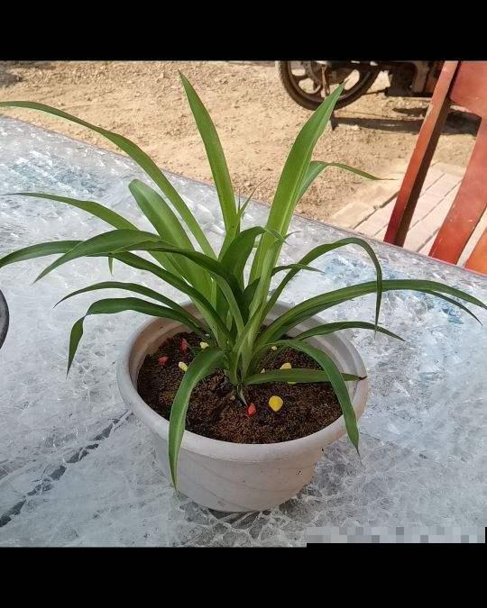 下雨天把吊兰搬进屋，控制好浇水量，开花嗖嗖嗖