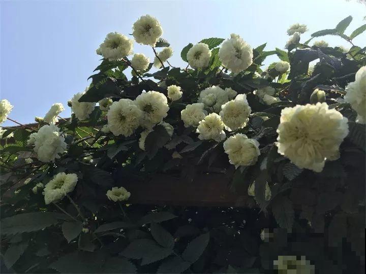 都说这花不吉利，我却种了一大片，越养越上瘾！