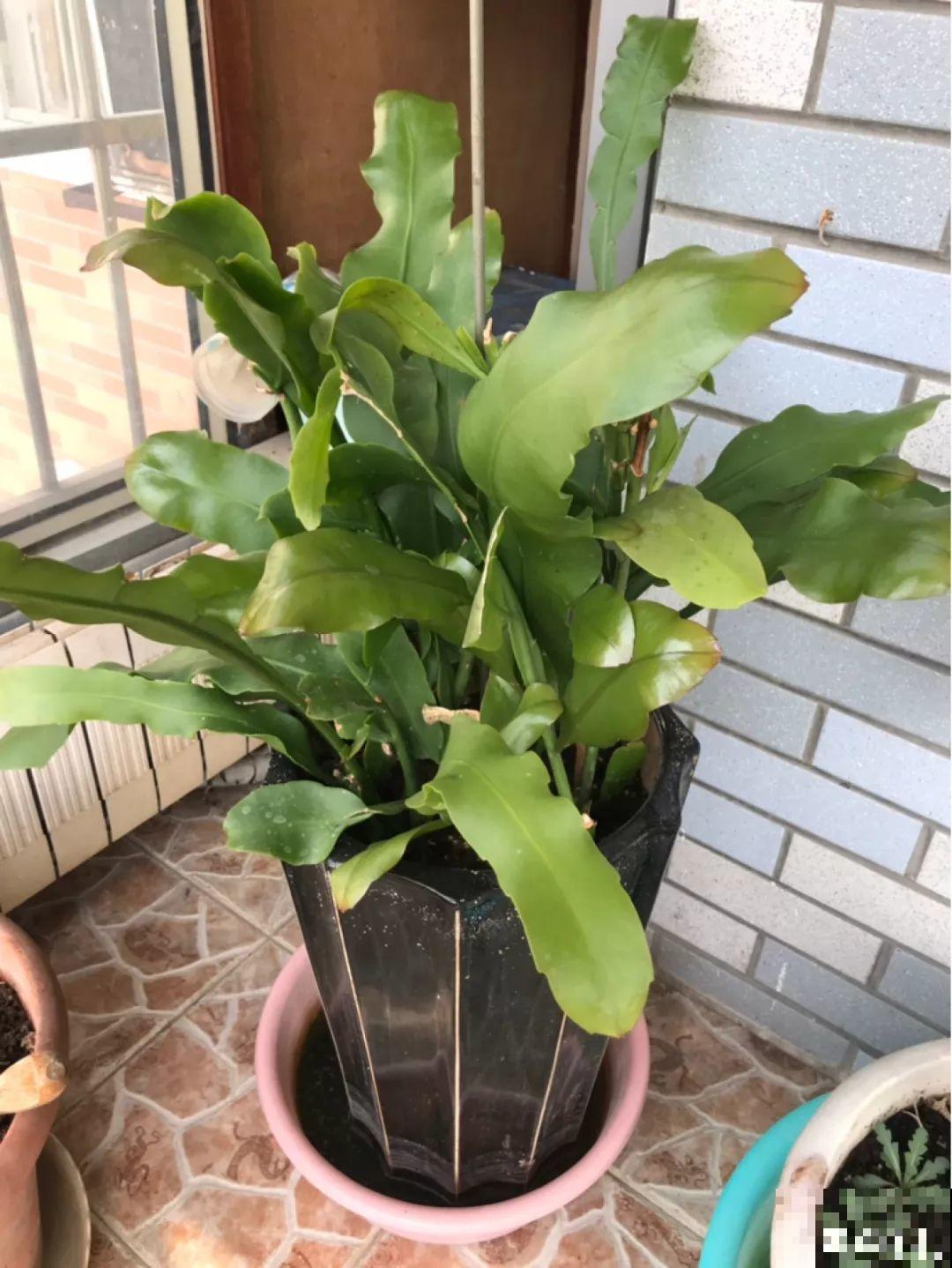 这花真稀罕，刚开花就被掐光了，花钱未必买得到！