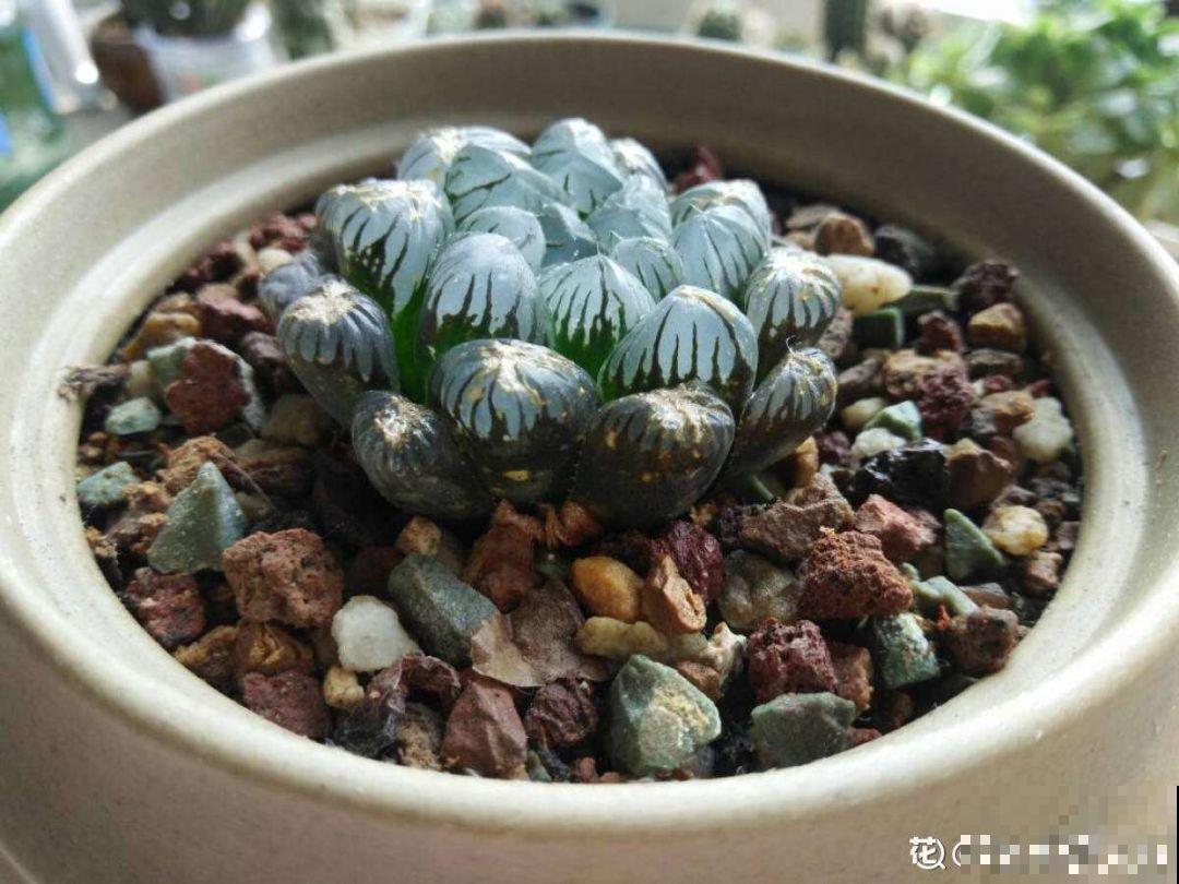 秋天必养的多肉，太阳一晒真透亮，半月养成小胖墩！