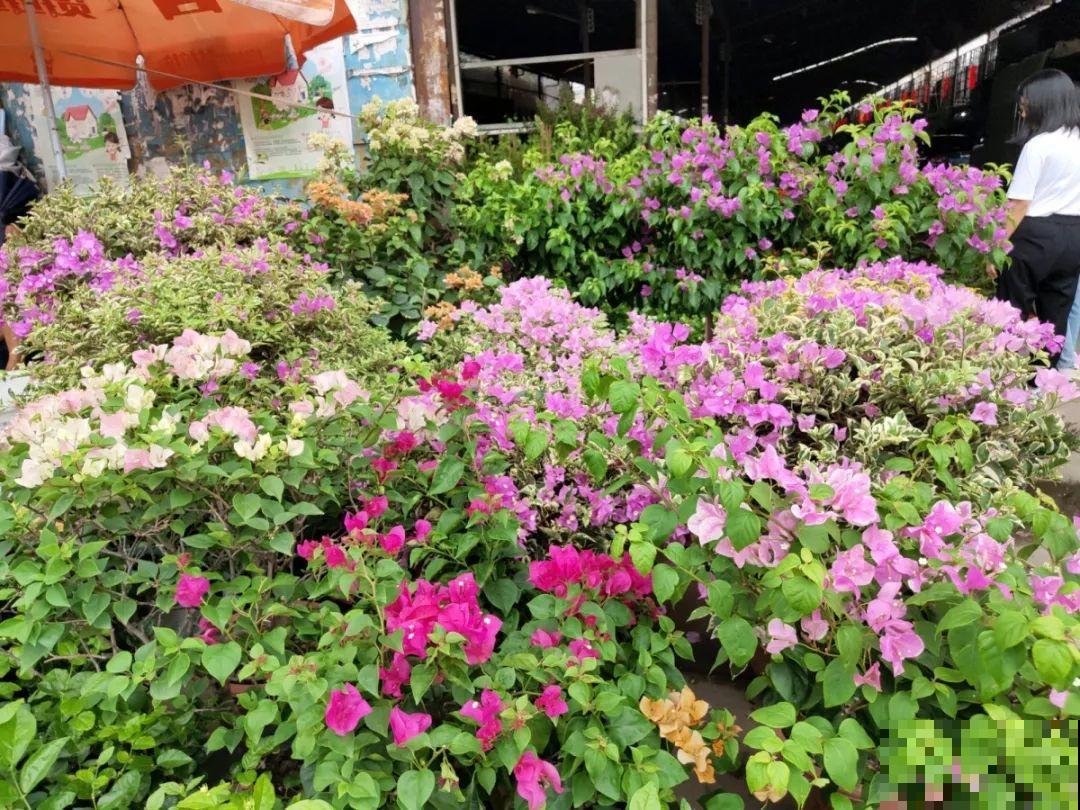 9月份逛花市，这花最好看、最好养，放心抱回家！
