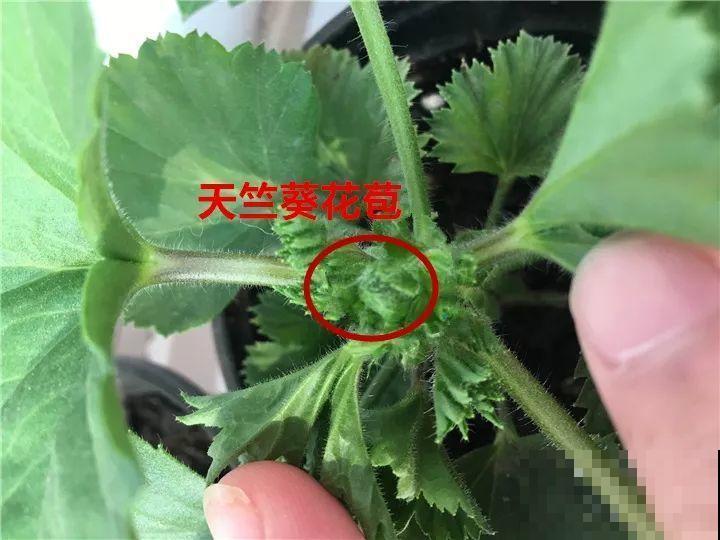 花有这种枝条，那就别剪了，不然一点开花动静也不会有！