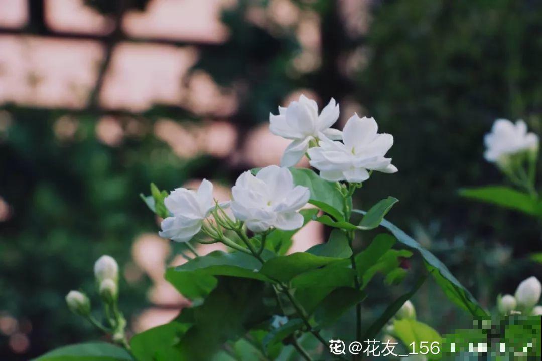秋天养花记住这“4不”，否则熬不过冬天，连叶子都没得看！