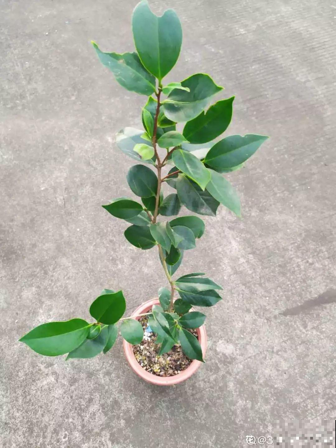 9月开始，这3种花需要大补肥，灌点它，越长越有劲儿！